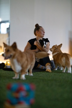 Koiran omistajat, syvävenyttely tunnit corgien kanssa