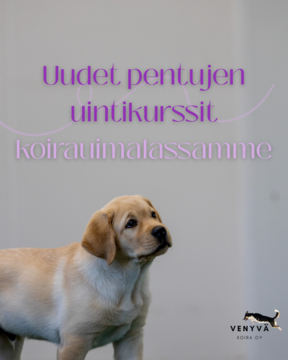 Koirauimala/ Pentujen uintikurssi