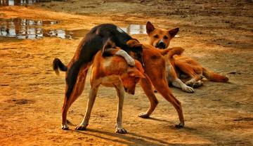 Nosework