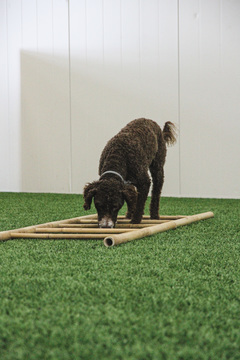 Nosework