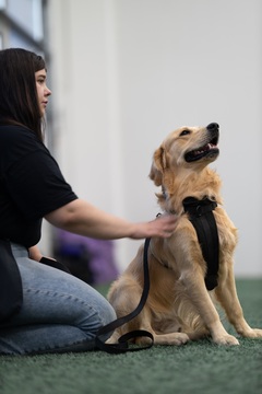 Yksittäiset tunnit (nosework, agility, rallytoko, koiran temppuilua ja kehonhallintaa)